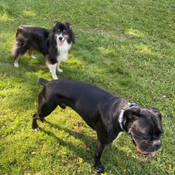 Snohomish Dog Camp