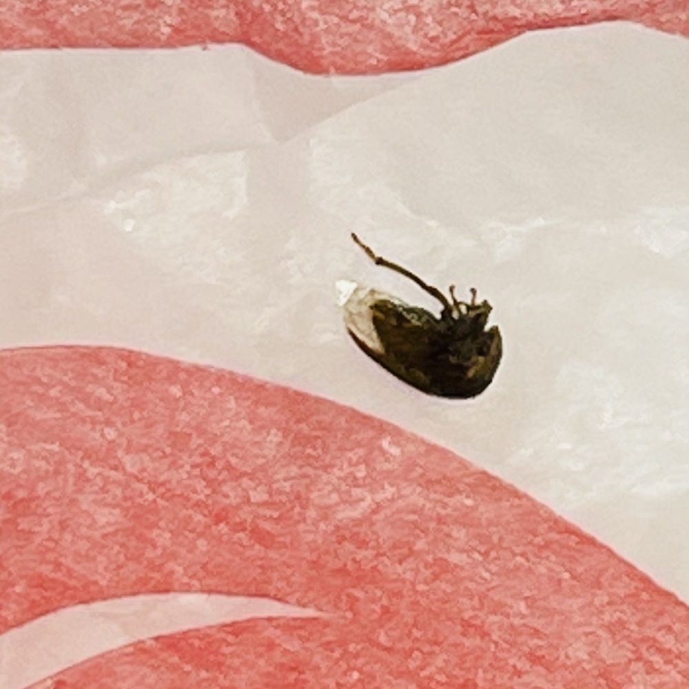 Wendy's - a shoe on the ice - Burgers Near Me - Biloxi, Mississippi Wendy's - a shoe on the ice - Burgers Near Me - Biloxi, Mississippi