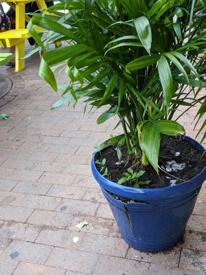 Chapala Mexican Restaurant by null