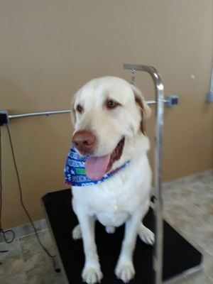 splish splash doggy daycare and spa