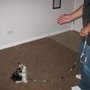 Photo of Perfect Pooch Positive Reinforcement Dog Training