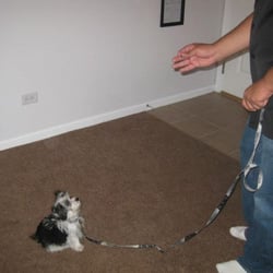 Perfect Pooch Positive Reinforcement Dog Training - Private Lessons