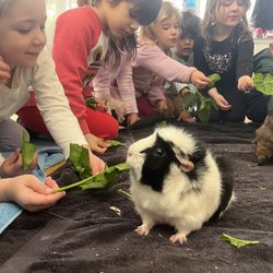 The school's guinea pigs, who usually live in the garden, making a visit to a preschool classroom!