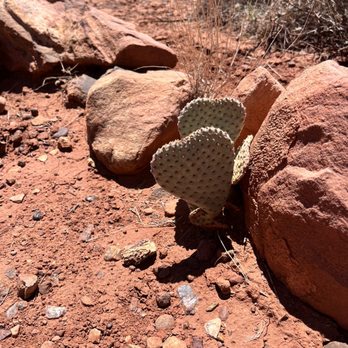 Spring Mountain Ranch State Park - I spy a  cactus - Parks Near Me - Blue Diamond, Nevada