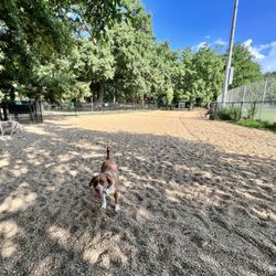 Virginia Highlands Park - Dog park