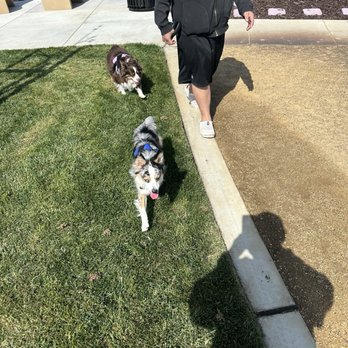 Ellis Dog Park - Dog Parks Near Me - Tracy, California