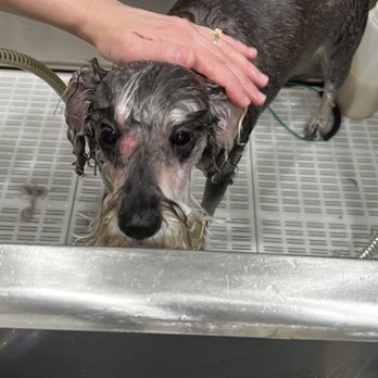 Perfect Touch Grooming - Pet Groomers Near Me Perfect Touch Grooming - Pet Groomers Near Me