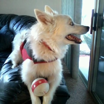Petco - Kove, my beautiful Mini American Eskimo - Pet Stores Near Me - San Diego, California Petco - Kove, my beautiful Mini American Eskimo - Pet Stores Near Me - San Diego, California