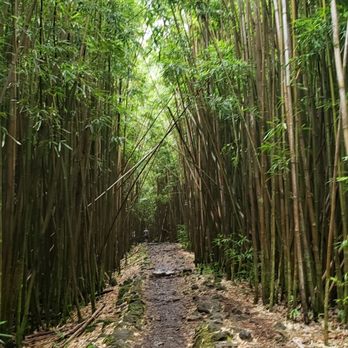 Pipiwai Trail - Hiking Near Me - Hana,, Hawaii