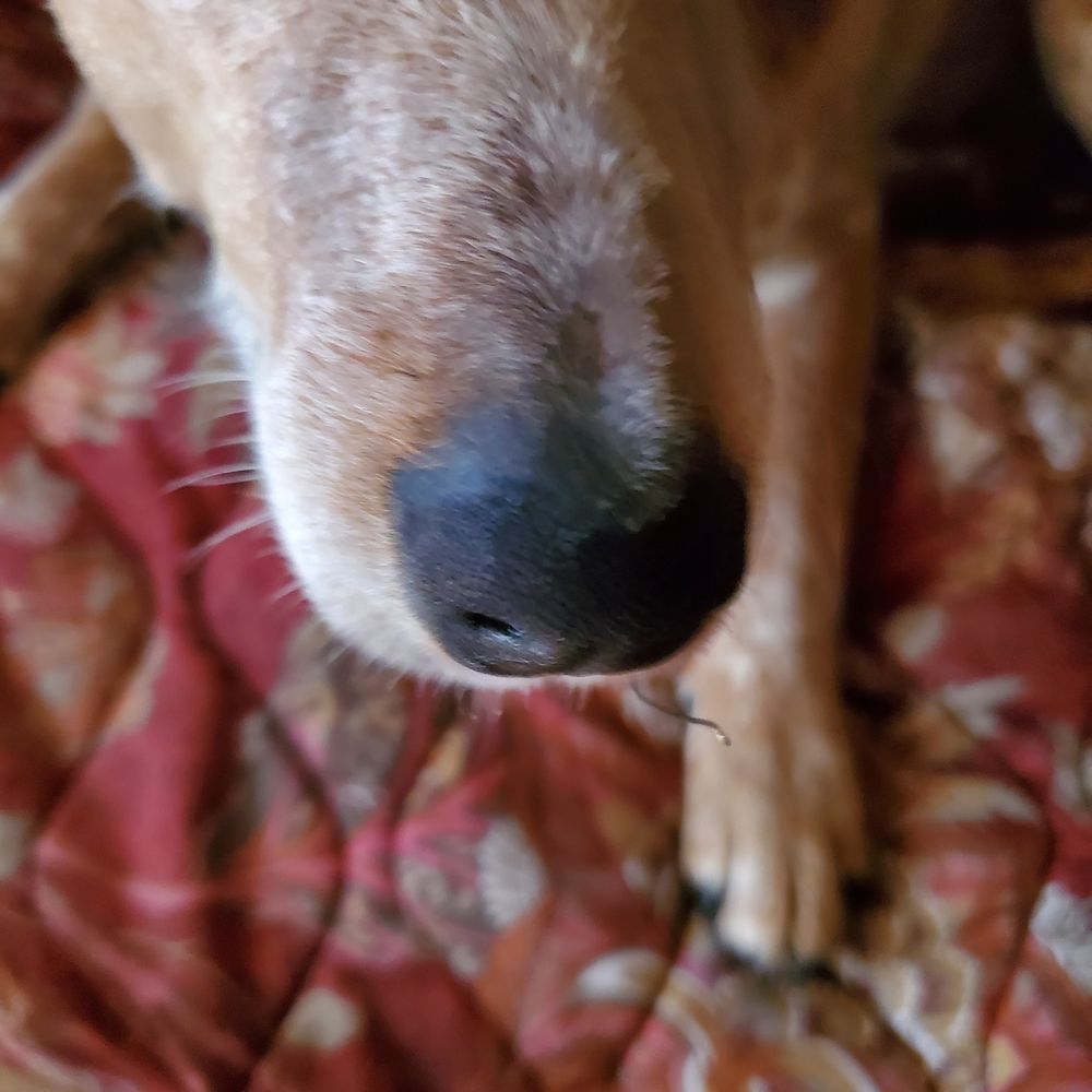 TOP 10 BEST Pets near Clearlake, CA - Updated 2025 - Yelp