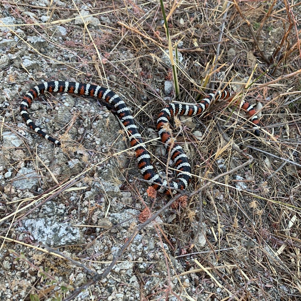 Millard Canyon - Lampropeltis zonata in situ. - Parks Near Me - Altadena, California Millard Canyon - Lampropeltis zonata in situ. - Parks Near Me - Altadena, California