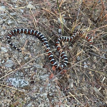 Millard Canyon - Lampropeltis zonata in situ. - Parks Near Me - Altadena, California Millard Canyon - Lampropeltis zonata in situ. - Parks Near Me - Altadena, California