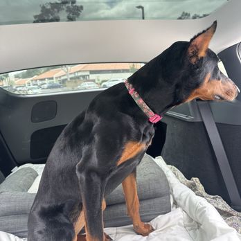 Pure Grooming - Beautiful!! - Pet Groomers Near Me - Poway, California