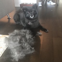 I asked for them to defurminate my dog and I just removed this much of his undercoat two days after his grooming. I asked for them to defurminate my dog and I just removed this much of his undercoat two days after his grooming.