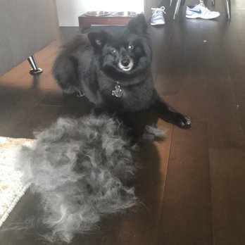 PUPS Pet Club - I asked for them to defurminate my dog and I just removed this much of his undercoat two days after his grooming. - Pet Groomers Near Me - Chicago, Illinois PUPS Pet Club - I asked for them to defurminate my dog and I just removed this much of his undercoat two days after his grooming. - Pet Groomers Near Me - Chicago, Illinois