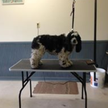 Bittersweet Kennel - Pet Groomers Near Me - Newfields, New Hampshire