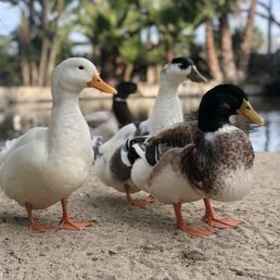 Ducks Ducks