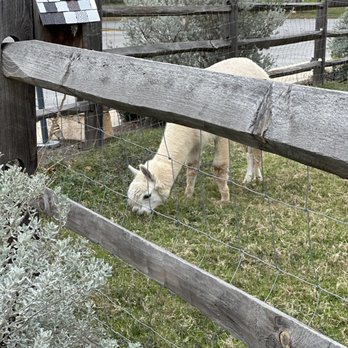 Tillie's - Alpacas - New American Near Me - Dripping Springs, Texas Tillie's - Alpacas - New American Near Me - Dripping Springs, Texas