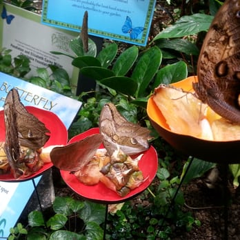 Pacific Science Center - Butterflies feeding on pineapple and bananas in the walk-in butterfly exhibit. - Museums Near Me - Seattle, Washington Pacific Science Center - Butterflies feeding on pineapple and bananas in the walk-in butterfly exhibit. - Museums Near Me - Seattle, Washington