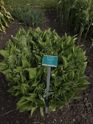 Botaniska trädgården by null