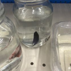 Pet Supermarket - A poor fish that isn't doing too well as well as being in a mason jar