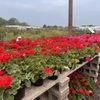 Hinsdale Nurseries Inc gift card