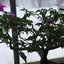 Photo of Karens Garden Blooms