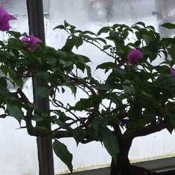 Karens Garden Blooms