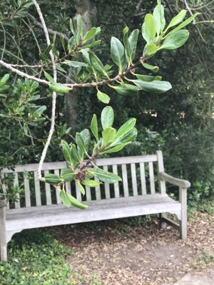Cambridge University Botanic Garden by null
