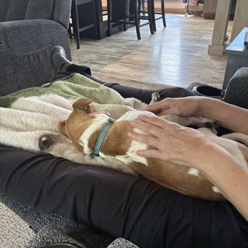 Paws Across Pittsburgh - Sleeping with his new mom - Animal Shelters Near Me - Tarentum, Pennsylvania Paws Across Pittsburgh - Sleeping with his new mom - Animal Shelters Near Me - Tarentum, Pennsylvania