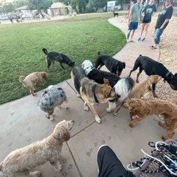 Dog Town Dog Park - Butt Sniffin' Central