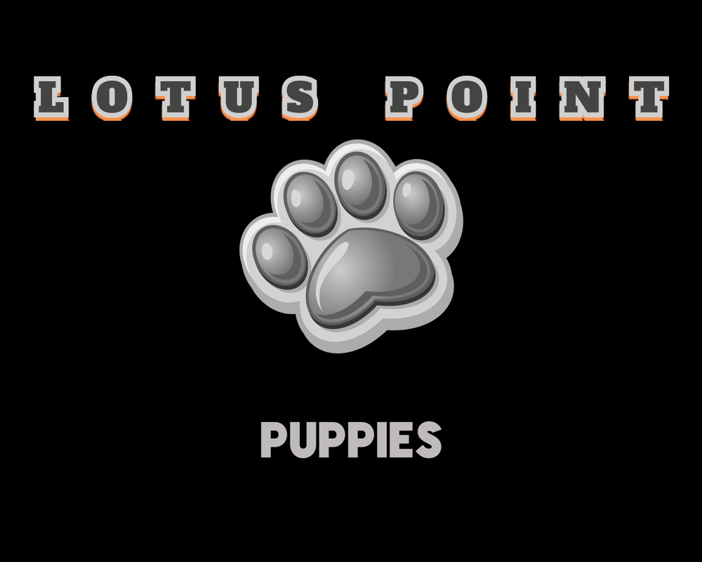 LOTUS POINT PUPPIES Irving, New York Pet Breeders Phone Number Yelp