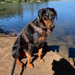 Rim Forest Animal Hospital - Jagger