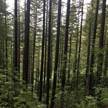 Rattlesnake Ledge Trail - Sasquatch hiding area? - Hiking Near Me Rattlesnake Ledge Trail - Sasquatch hiding area? - Hiking Near Me