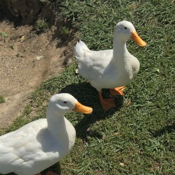Crenshaw Park - Peking ducks - Parks Near Me - Pasadena, Texas