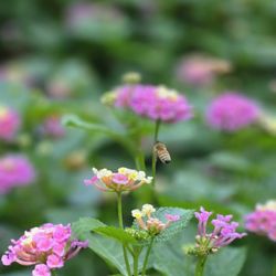 Sunken Gardens
