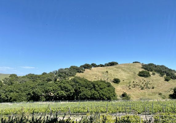 Spear Vineyards and Winery by null