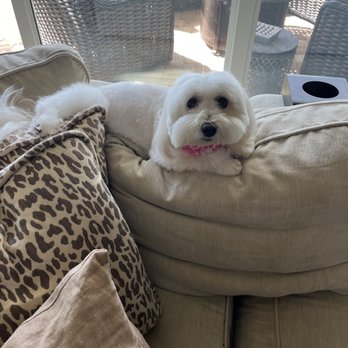 Bubbles N Bows - This is our Coton De Tulear, Quinn after her grooming appointment! - Pet Groomers Near Me - Palm Beach Gardens, Florida Bubbles N Bows - This is our Coton De Tulear, Quinn after her grooming appointment! - Pet Groomers Near Me - Palm Beach Gardens, Florida