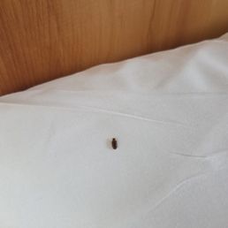 White Pine Lodge - Hotels Near Me - Christmas, Michigan