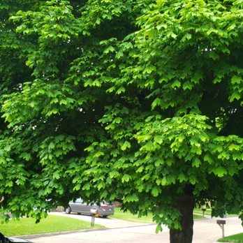 Soldier Lawn & Tree - Before - Lawn Services Near Me - Newburgh, Indiana
