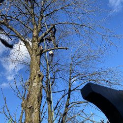 Chikara Tree Services - During Tree pruning in Burnaby