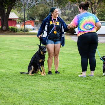 Kandid K9 - "Lily" and "Jofiel" practice sitting politely while their handlers greet one another during group class. - Pet Training Near Me