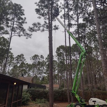 Cape Fear Tree Service - Tree Services Near Me - Wilmington, North Carolina Cape Fear Tree Service - Tree Services Near Me - Wilmington, North Carolina