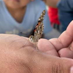 Kreative Kidz - Releasing butterflies!