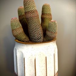 LA Succulents - Cactus