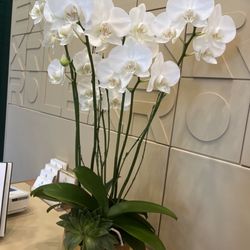 Razny - Beautiful orchids
