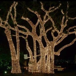 Xmas lights LA