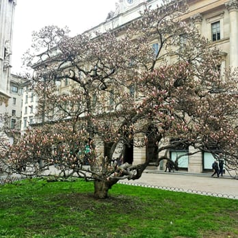 Piazza del Duomo - A tree in the back of the square... it's spring time - Public Plazas Near Me - Milan, Michigan
