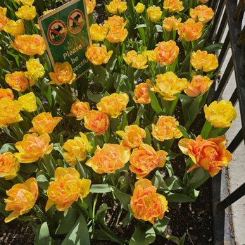 Tudor City Greens - Ruffled Tulips - Parks Near Me - New York, New York Tudor City Greens - Ruffled Tulips - Parks Near Me - New York, New York