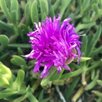 Jack London Square - Found some pretty wildflowers - Shopping Centers Near Me - Oakland, California Jack London Square - Found some pretty wildflowers - Shopping Centers Near Me - Oakland, California
